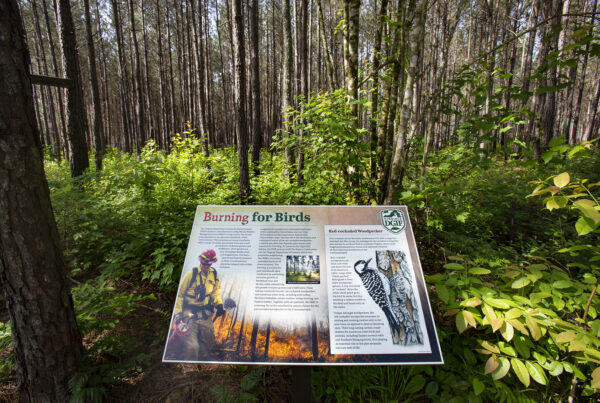 Una placa en la sabana de pinos que describe al pájaro carpintero de cresta roja