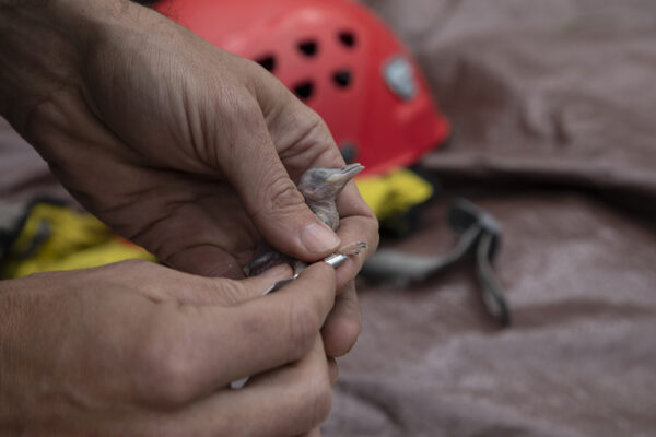 Un polluelo de pájaro carpintero de cresta roja siendo anillado.