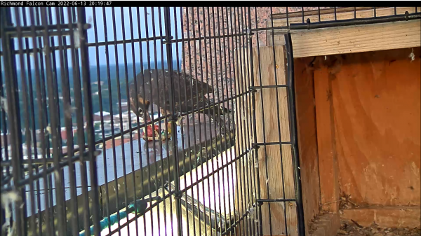 Inicialmente, la hembra adulta intenta alimentar a los polluelos, sin éxito, desde el parapeto sobre el corral.