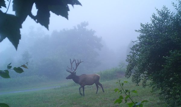 Una imagen de un alce toro caminando a lo largo de un bosque brumoso