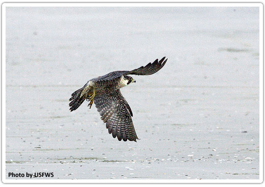 recovery-efforts-coastal-virginia