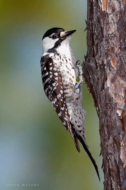 Pájaro carpintero de cresta roja