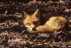 red_fox