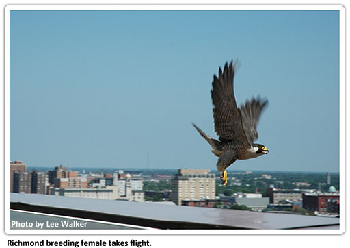 Halcones de Richmond