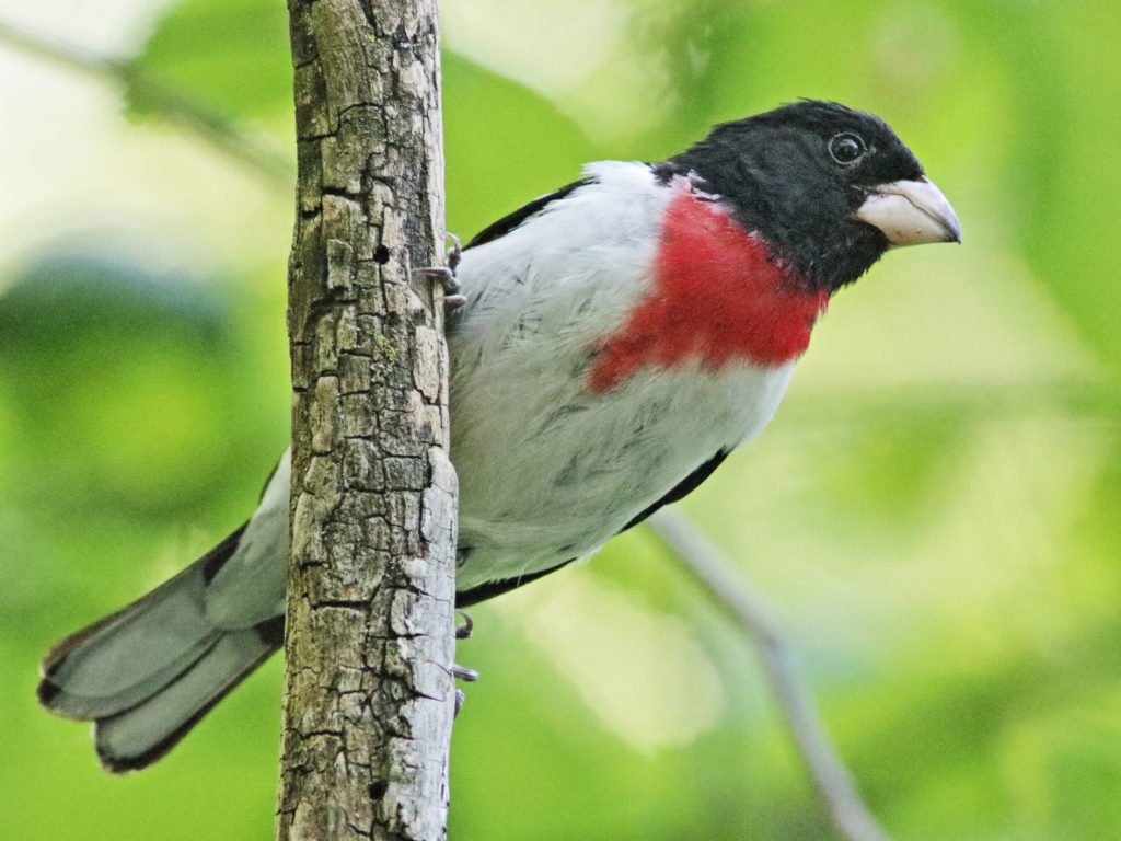 Una imagen de un picogrueso de pecho rosado en un palo; Estas aves son pequeños pinzones con el dorso y la cabeza negros, el vientre blanco y el pecho rojo.