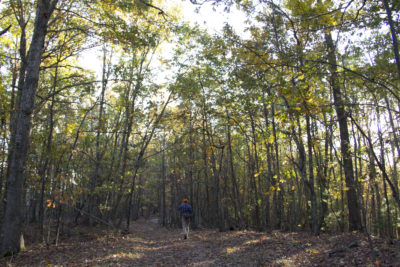 Una imagen de un hombre con un sombrero rojo caminando por un sendero dentro de un bosque caducifolio