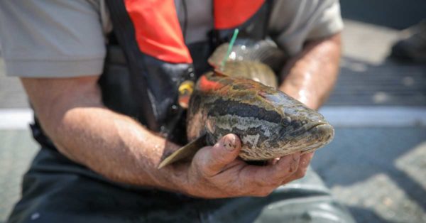 Una de las innumerables cabezas de serpiente que el guía del río Potomac, el capitán Steve Chaconas, y sus clientes han capturado. Su número puede haber disminuido, pero algunas secciones del Potomac albergan muchos de estos peces luchadores. Foto de David Hart.