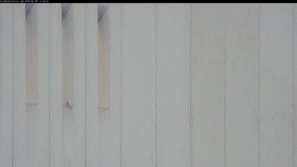 Un halcón peregrino posado en una rejilla en el edificio Dominion.