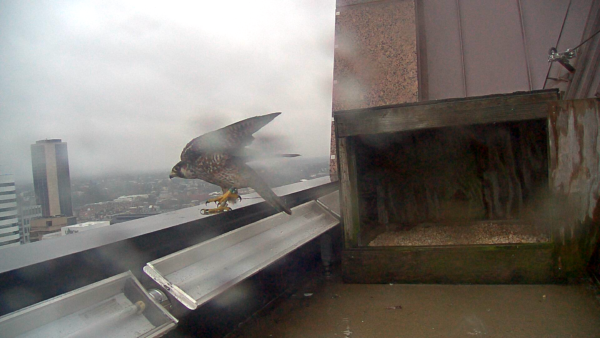 La nueva hembra inmadura se posó en el parapeto de la Plaza Riverfront