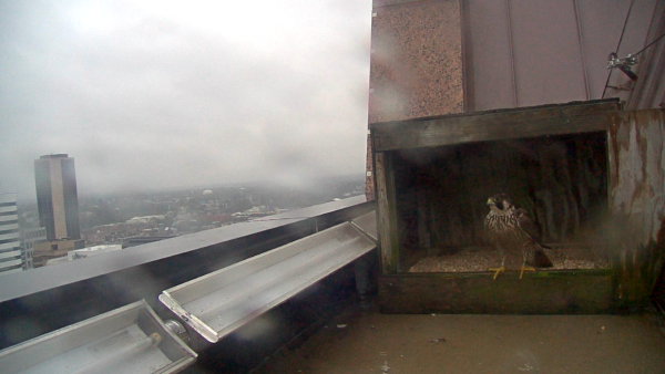 La nueva hembra de segundo año se posó dentro de la caja nido.