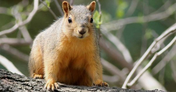 Una imagen de ardilla roja