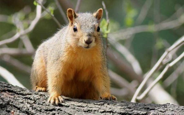 Una imagen de ardilla gris