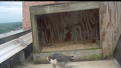 Macho de Richmond de pie fuera de la caja nido.