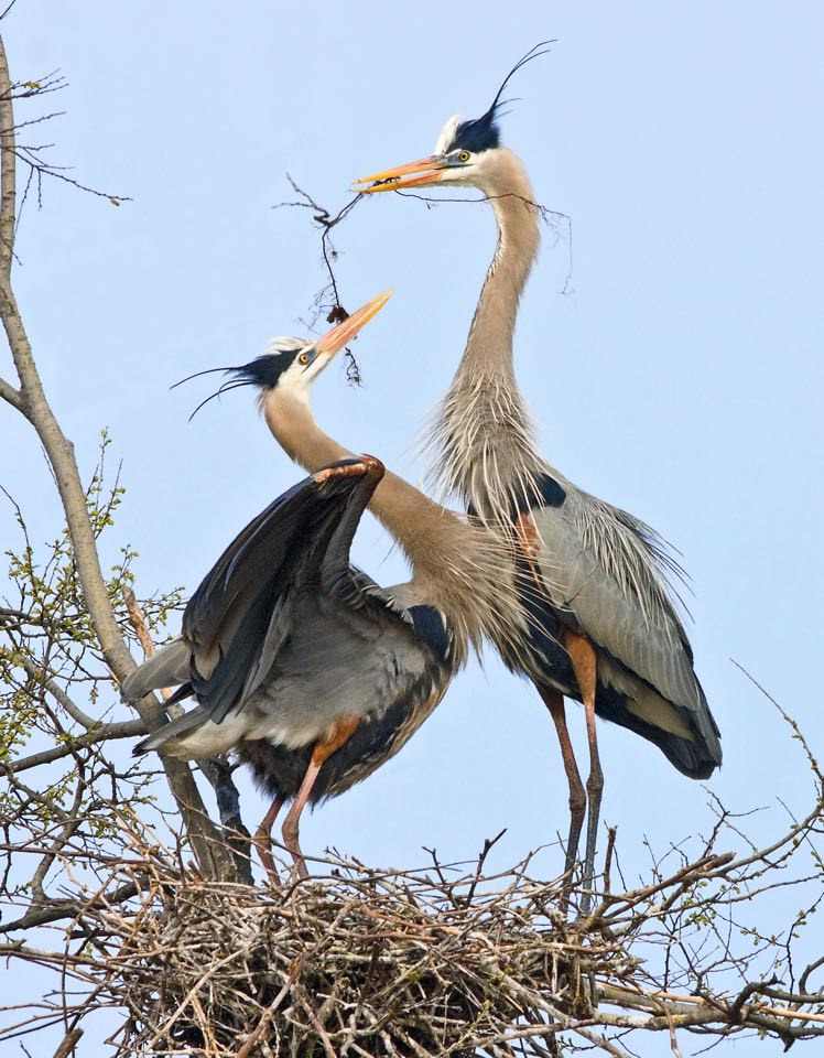 Una imagen de dos grandes garzas azules de pie sobre un nido; uno sostiene un palo para agregarlo a su pila