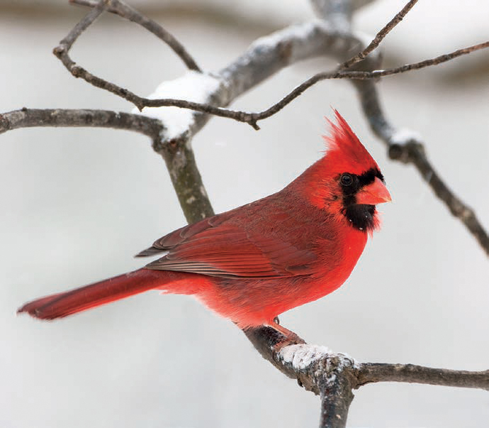 Una imagen de un cardenal masculino en una rama nevada