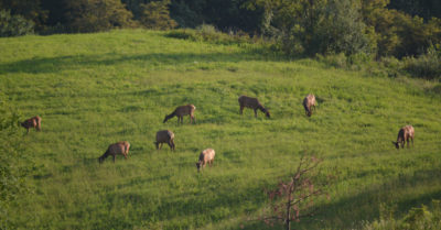 Una imagen de una manada de alces pastando en un campo