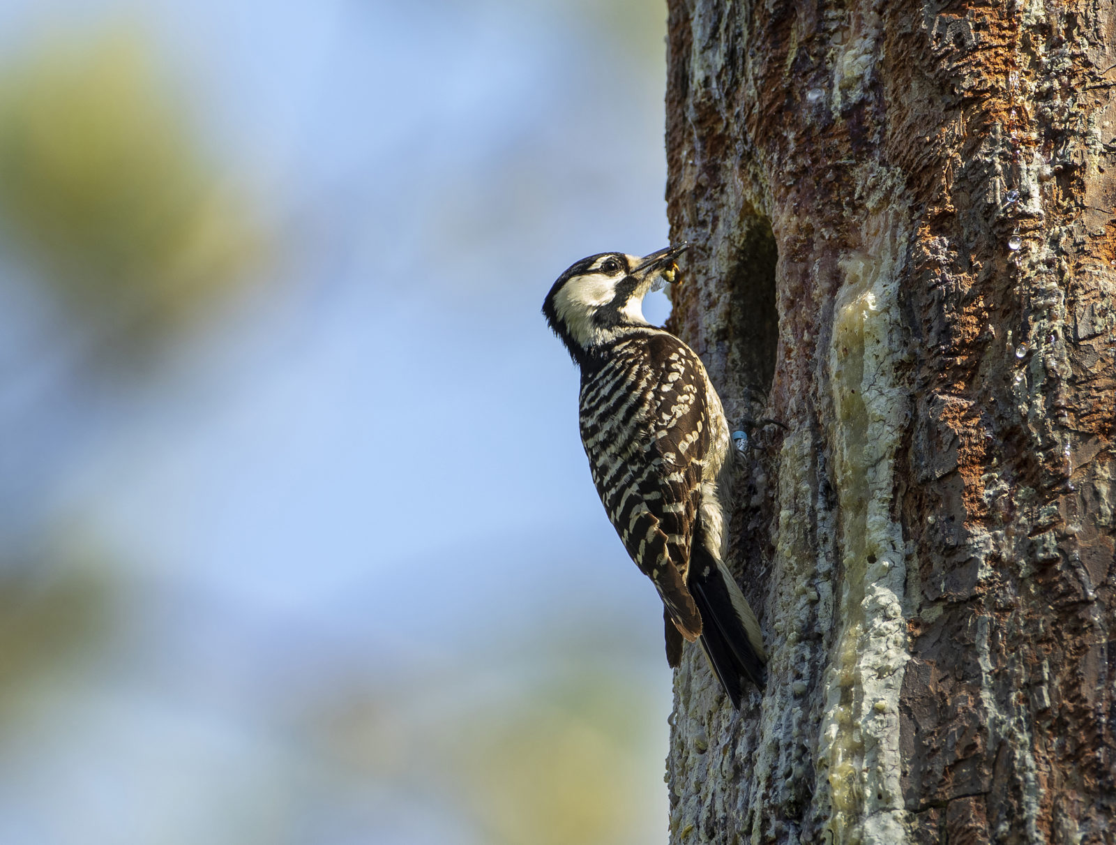 La hembra de pájaro carpintero de cresta roja alimenta a sus polluelos después de que son devueltos a la cavidad del nido.